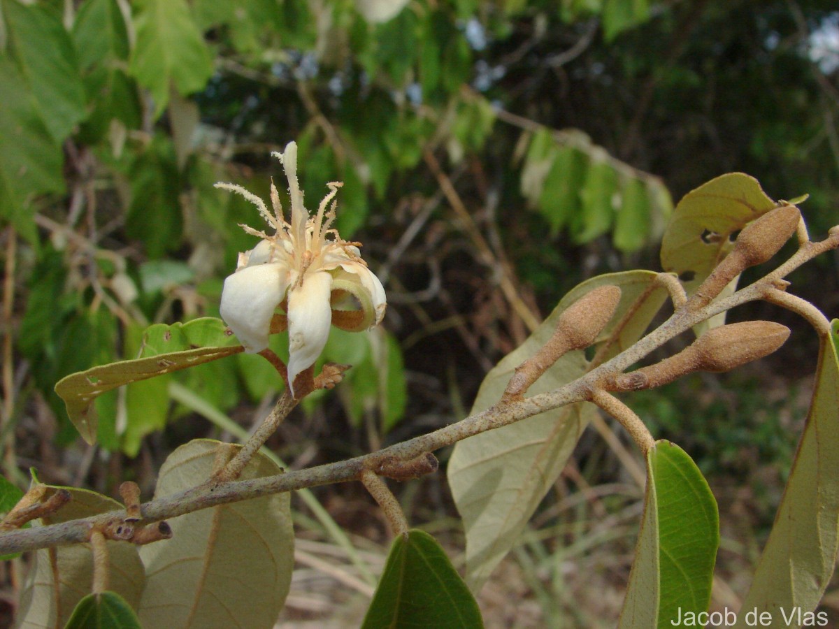 Pterospermum suberifolium (L.) Raeusch.